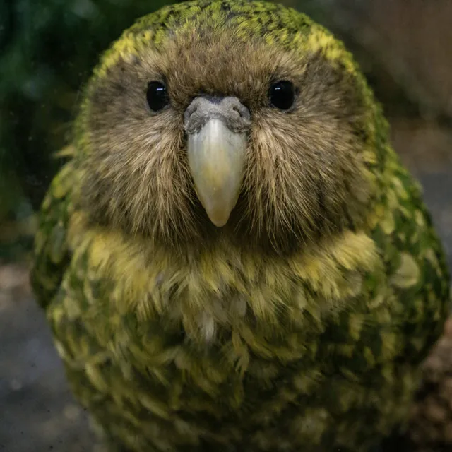 Photograph of a kākāpō parrot
